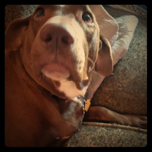 Meet your Posher, Nicole - Picture 1 of 1